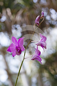 Orhid flowers on tropical backgraund, blue sky bokeh