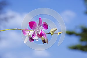Orhid flowers on tropical backgraund, blue sky bokeh