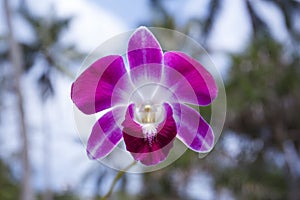 Orhid flowers on tropical backgraund, blue sky bokeh