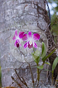 Orhid flowers on tropical backgraund, palm tree