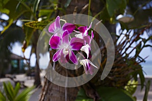 Orhid flowers on tropical backgraund, palm tree