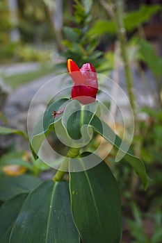 Orhid flowers on tropical backgraund, palm tree