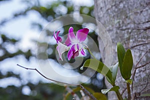 Orhid flowers on tropical backgraund, palm tree bokeh