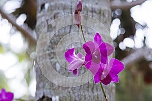 Orhid flowers on tropical backgraund, palm tree bokeh