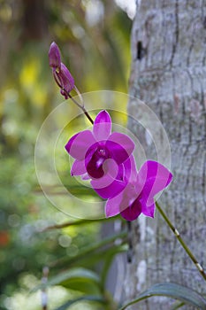 Orhid flowers on tropical backgraund, palm tree bokeh