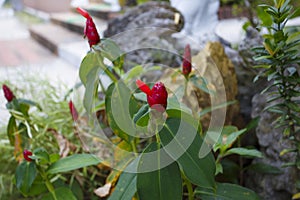 Orhid flowers on tropical backgraund, palm tree bokeh