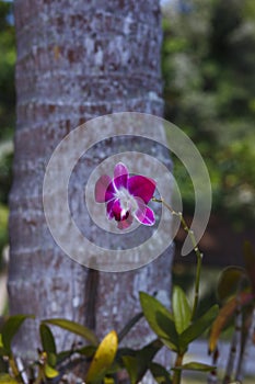 Orhid flowers on tropical backgraund, palm tree bokeh