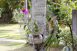 Orhid flowers on tropical backgraund, palm tree bokeh