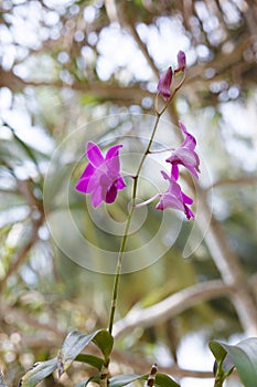 Orhid flowers on tropical backgraund, palm tree bokeh