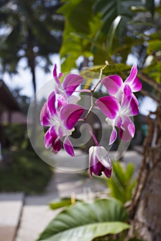 Orhid flowers on tropical backgraund, palm tree bokeh