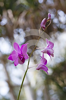 Orhid flowers on tropical backgraund, palm tree bokeh