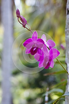 Orhid flowers on tropical backgraund, palm tree bokeh