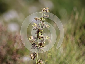 Orhid royal helleborine latin name: Epipactis atrorubens