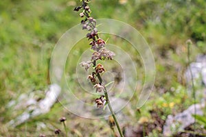 Orhid royal helleborine latin name: Epipactis atrorubens