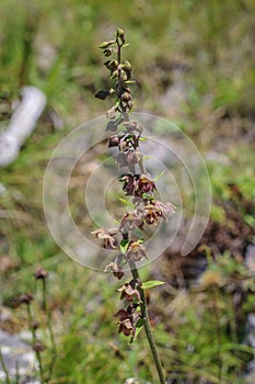 Orhid royal helleborine latin name: Epipactis atrorubens
