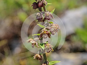 Orhid royal helleborine latin name: Epipactis atrorubens