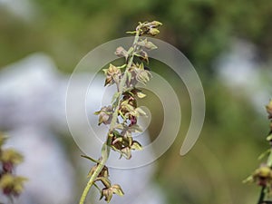 Orhid royal helleborine latin name: Epipactis atrorubens