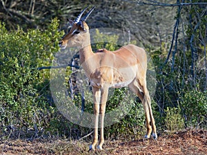 Oribi antelope standing, alert, near a sweet thorn bush in the Western Cape.