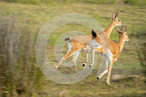 Oribi buck running in the grass