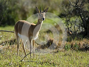 Oribi buck standing in the grass
