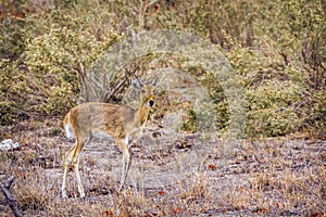 Oribi in Kruger National park, South Africa