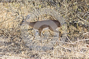 oribi mammal reproduction in the kruger national park of south africa
