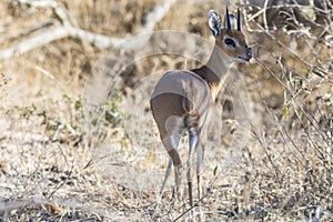 oribi mammal reproduction in the kruger national park of south africa