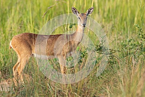 Oribi - Ourebia ourebi