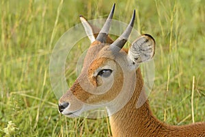 Oribi on the Plains of Africa