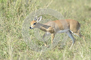 Oribi walking on savannah