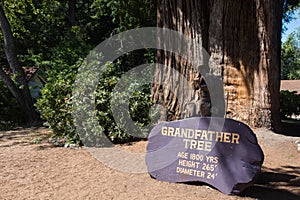 The Grandfather Tree in Redwood National Park, is a tall, old growth tree located in Northern