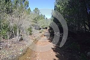 Oridda pine forest photo