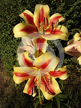 Orienpet hybrids lily 'Montego Bay' yellow-pink with red-wine smear flowers