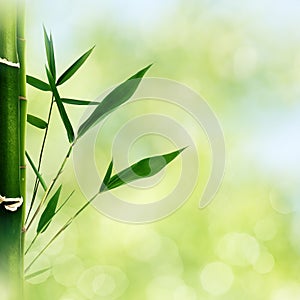 Oriental abstract backgrounds with bamboo grass