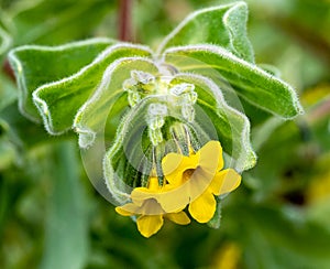 Oriental Alkanet Alkanna orientalis in flower. Botanical Garden, KIT Karlsruhe, Germany, Europe