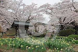 An oriental arbor under beautiful sakura blossoms and lovely daffodil flowers blooming in the garden