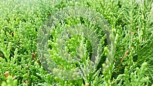 Oriental Arborvitae. close up details.