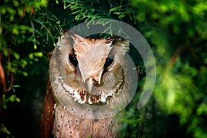 Oriental Bay-owl, Phodilus badius, little owl in the nature habitat, sitting on the green spruce tree branch, forest in the backgr