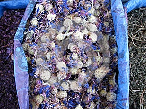 Oriental bazaar foods - herbs