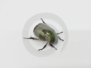An Oriental Beetle photo