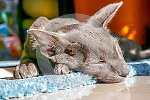 Oriental grey cat sleeping in the sunlight