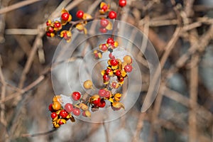 Oriental bittersweet.Celastrus orbiculatus fruits closeup selective focus