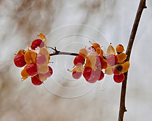 Oriental bittersweet fruit