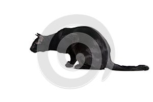 Oriental black cat isolated over white background
