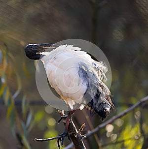 Oriental black White (Black-headed) Ibis