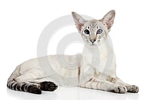 Oriental blue-point cat