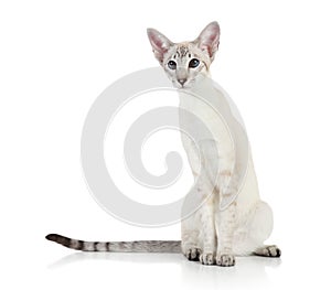 Oriental Blue point cat