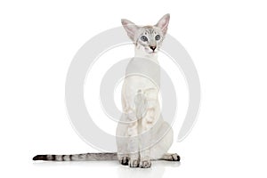 Orientálne modrý bod siamský mačka 