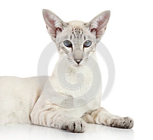 Oriental Blue point siamese cat