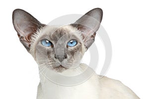 Oriental Blue-point siamese cat. Close-up portrait photo